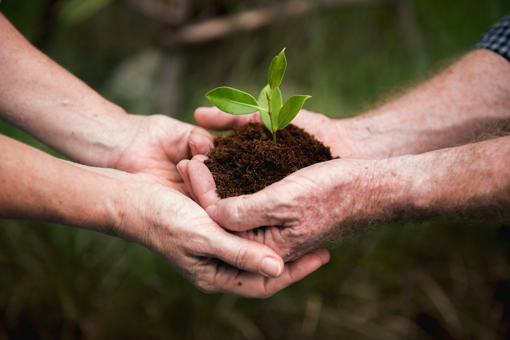 Environmental Conservation Plant Sustainability